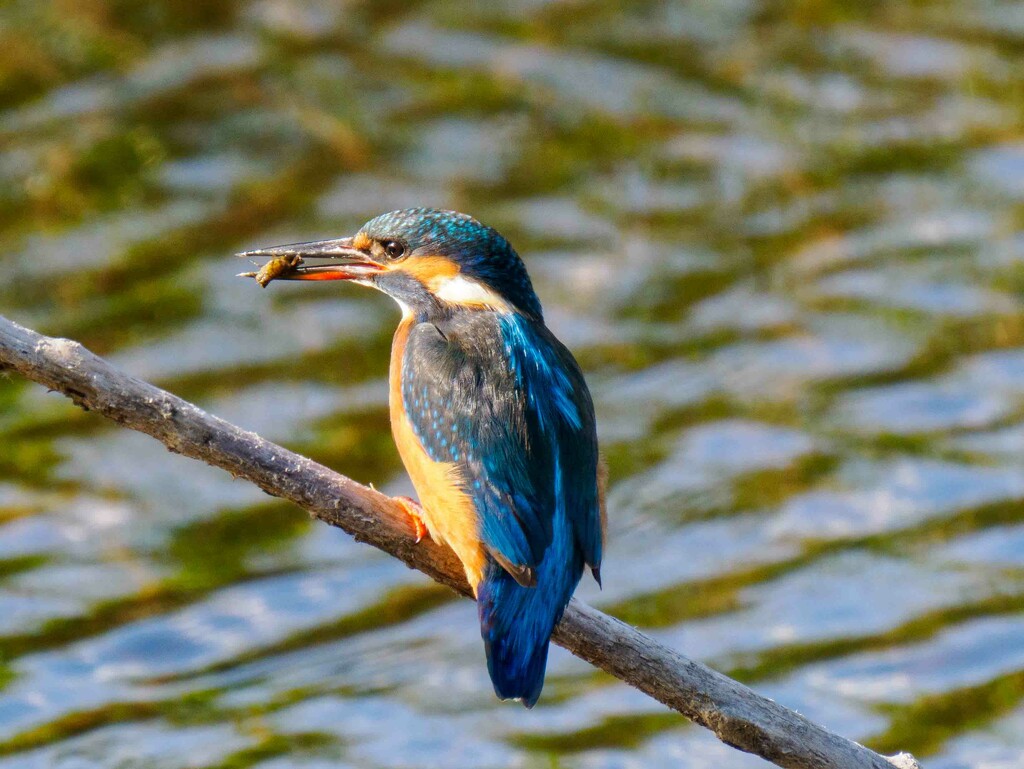 Kingfisher  by padlock