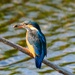 Kingfisher  by padlock