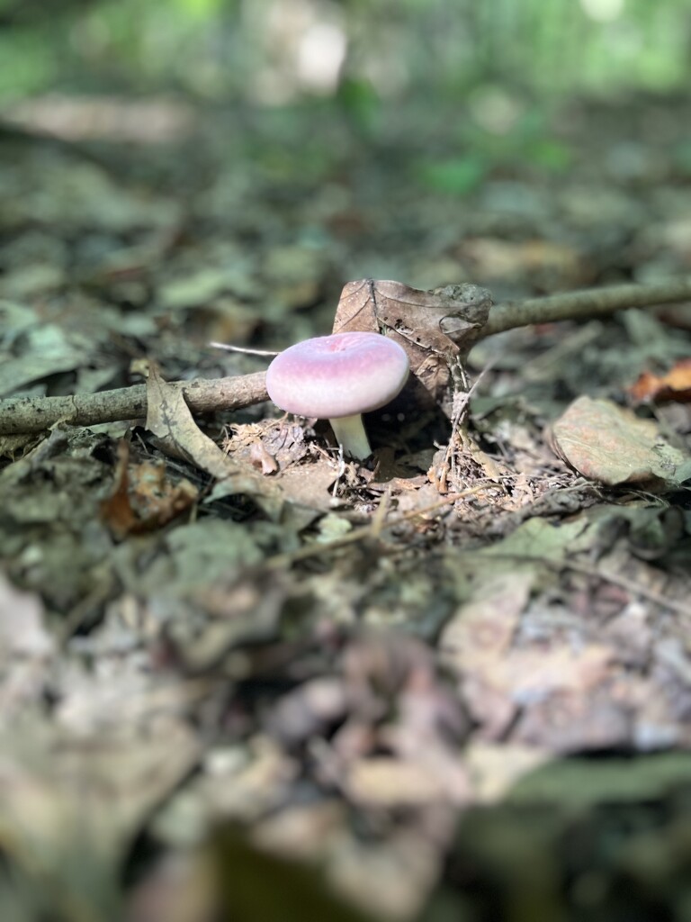 purple mushroom  by annymalla