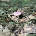 purple mushroom  by annymalla