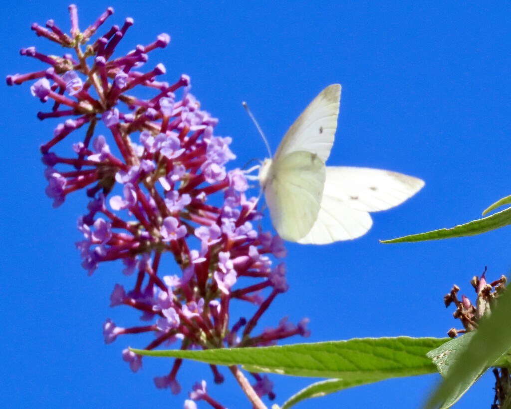 A white butterfly visitor  by orchid99