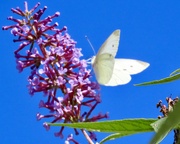 16th Sep 2024 - A white butterfly visitor 