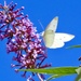 A white butterfly visitor 