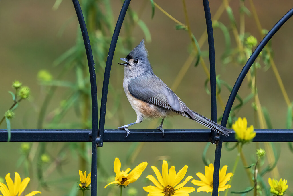 Singing Away by kvphoto