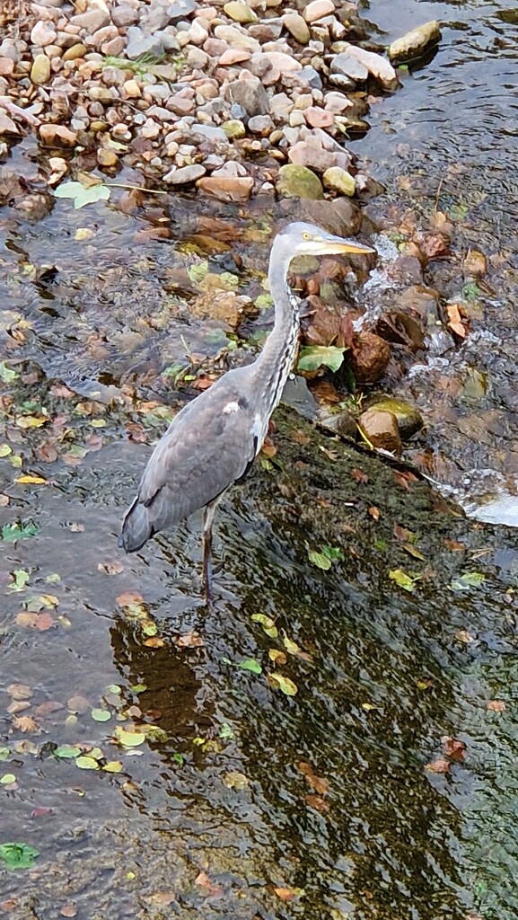 Heron on Wooler Water by bunnymadmeg