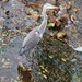 Heron on Wooler Water by bunnymadmeg