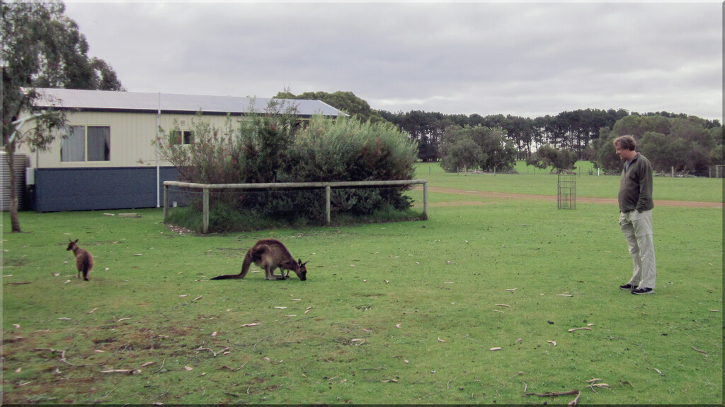 Kangaroo Island-Our first morning visitors  by 365projectorgchristine