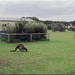 Kangaroo Island-Our first morning visitors 