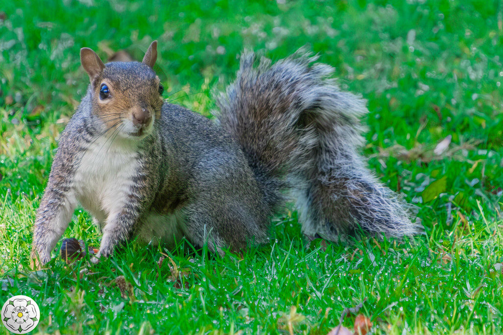 Squirrel - Pudsey Park by lumpiniman