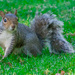 Squirrel - Pudsey Park by lumpiniman