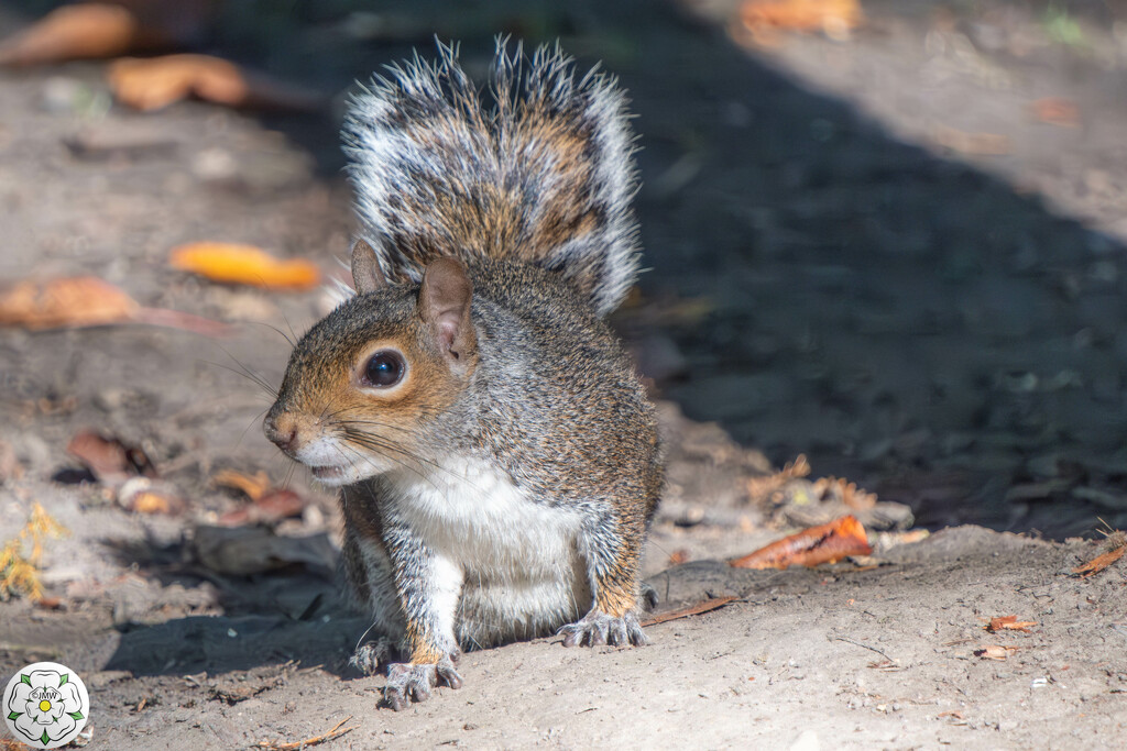 Squirrel - Pudsey Park by lumpiniman