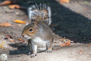 16th Sep 2024 - Squirrel - Pudsey Park