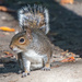 Squirrel - Pudsey Park