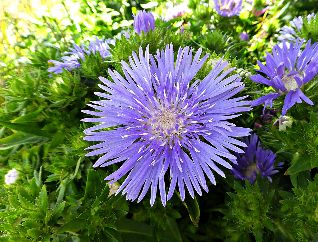 September  Daisy.  by wendyfrost