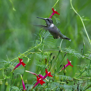 16th Sep 2024 - Big migratory push yesterday evening and this morning