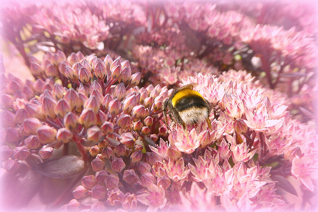 Bee in the Pink . by wendyfrost