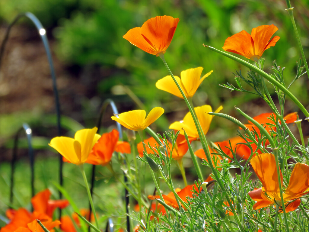 Poppies by seattlite