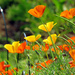 Poppies by seattlite