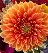 16th Sep 2024 - Dahlia #1