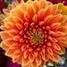 Dahlia #1 by shutterbug49