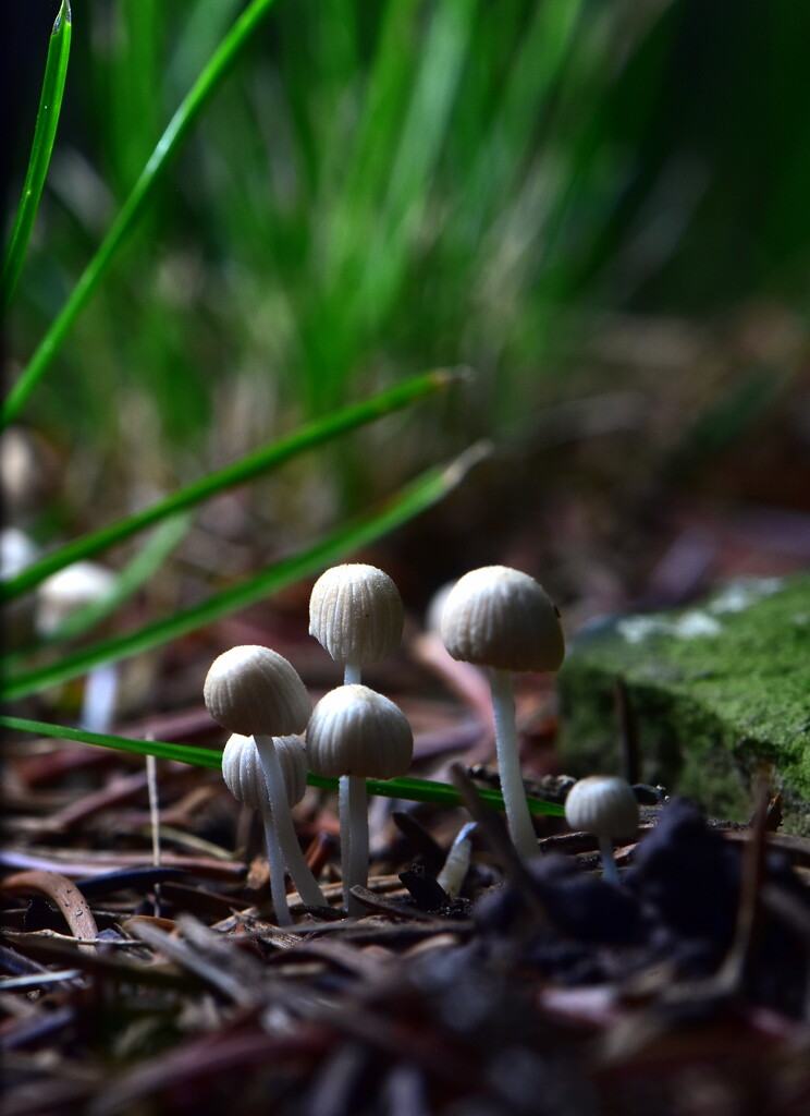 Tiny Mushrooms by jayberg