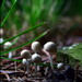 Tiny Mushrooms by jayberg