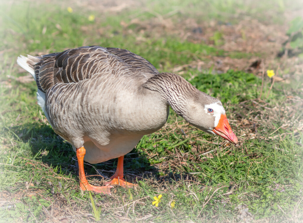 Pecking away by ludwigsdiana