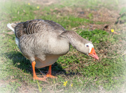 17th Sep 2024 - Pecking away