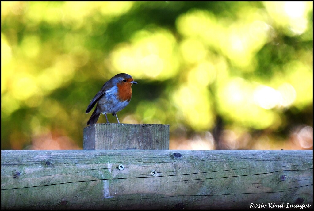 Dear little robin at RSPB by rosiekind