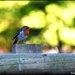 Dear little robin at RSPB