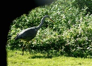 16th Sep 2024 - Heron