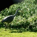 Heron