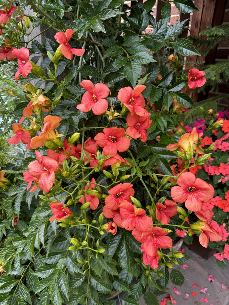 Campsis (Trumpet Vine) by susiemc