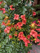 6th Sep 2024 - Campsis (Trumpet Vine)