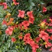 Campsis (Trumpet Vine)