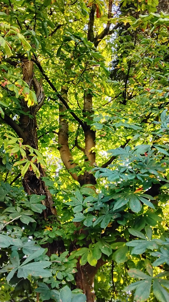 Evening sunlight on a Horse Chestnut tree. by grace55