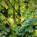 Evening sunlight on a Horse Chestnut tree.