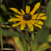 16th Sep 2024 - black-eyed Susan