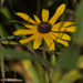 black-eyed Susan