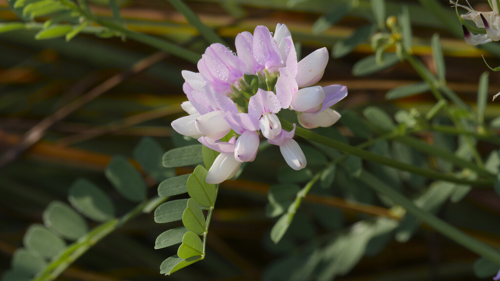 purple crown vetch by rminer