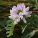 purple crown vetch