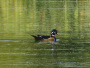 16th Sep 2024 - wood duck