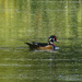 wood duck by rminer