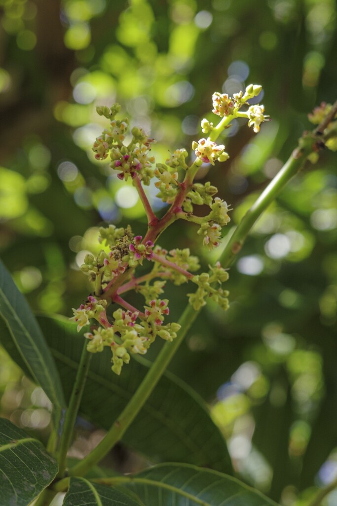 Mango Tree Flowers by cocokinetic