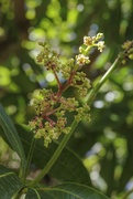 16th Sep 2024 - Mango Tree Flowers