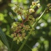 Mango Tree Flowers by cocokinetic