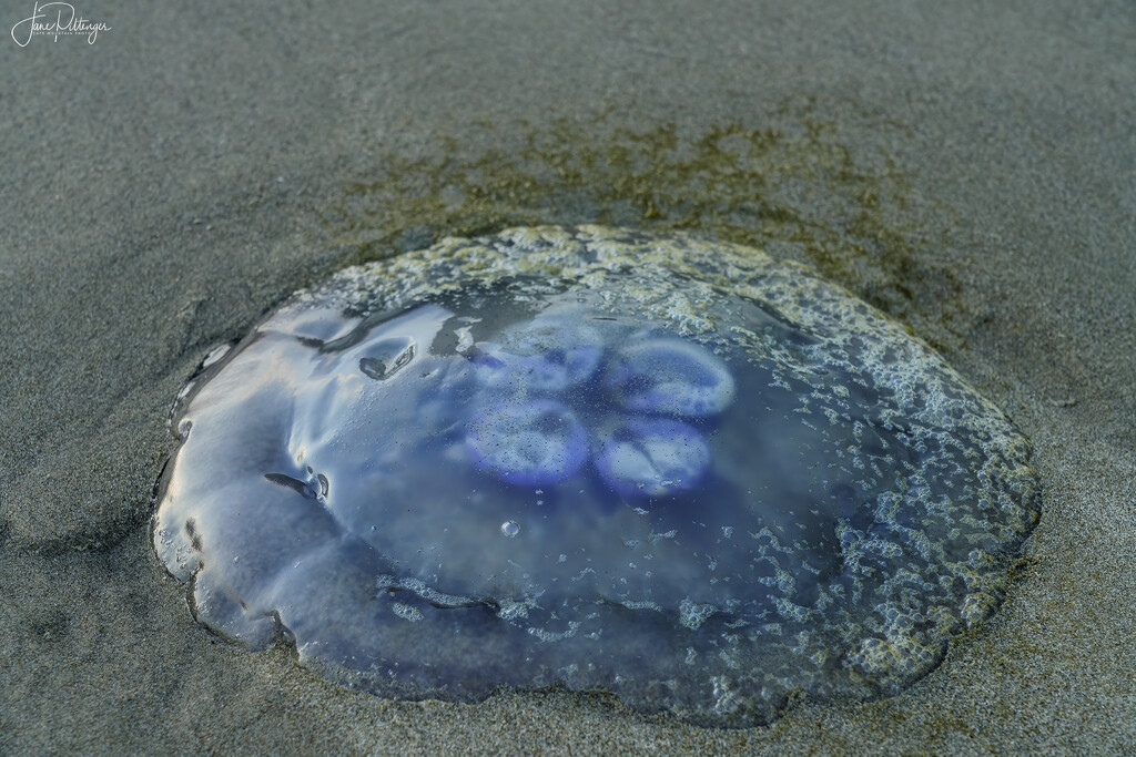 Jellyfish  by jgpittenger