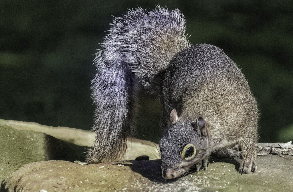 Squirrel - Pudsey Park by lumpiniman