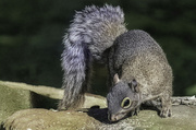 16th Sep 2024 - Squirrel - Pudsey Park