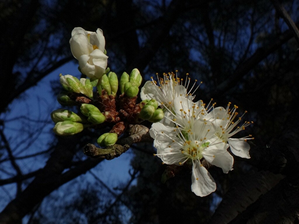 Springtime flowers #4 by robz